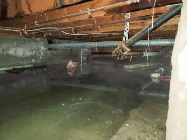 Best Mold removal after water damage  in Brunswick, MD